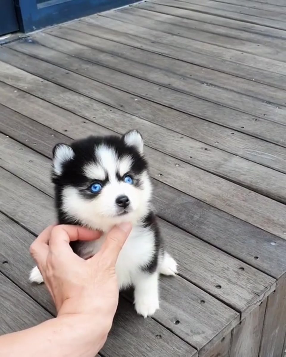 Гибрид хаски и померанского шпица