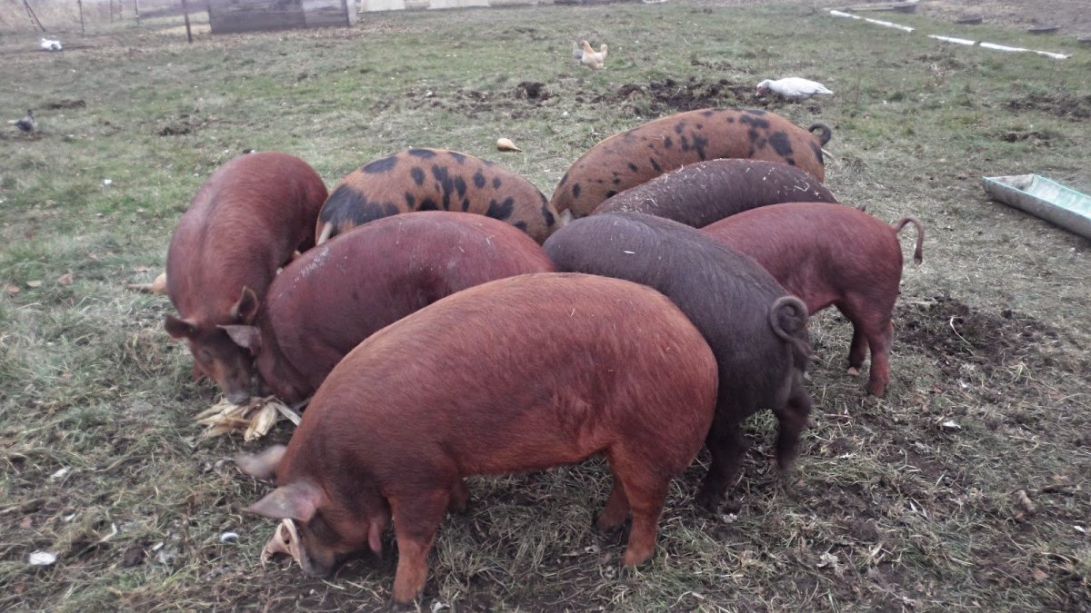 Поросята Герефорд