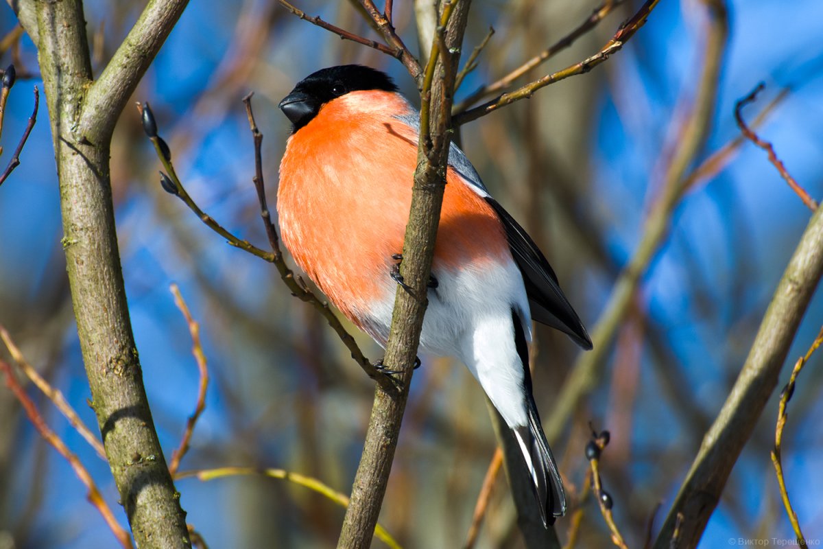 Снегирь Солнечная Долина