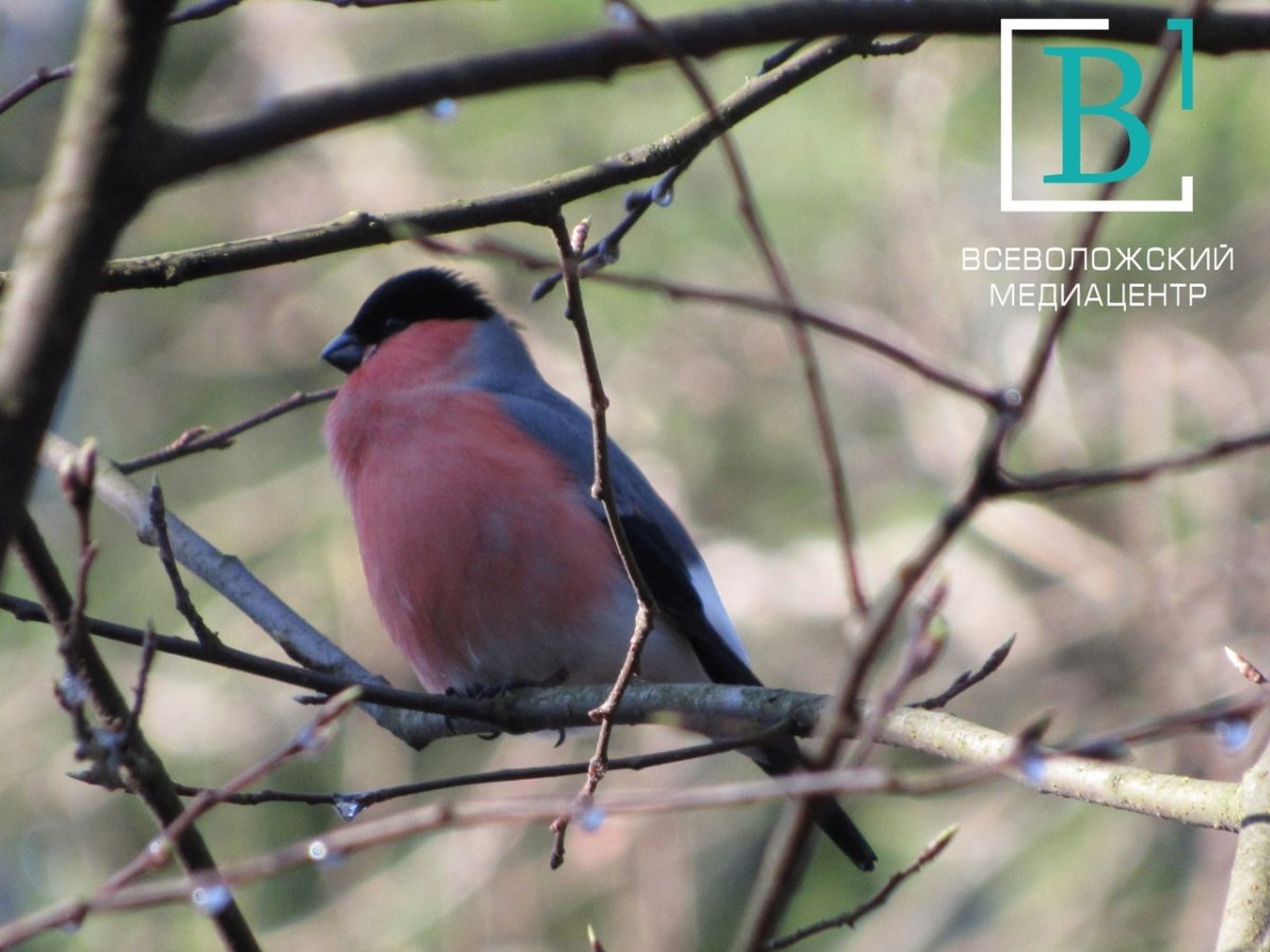 Птицы Всеволожского района