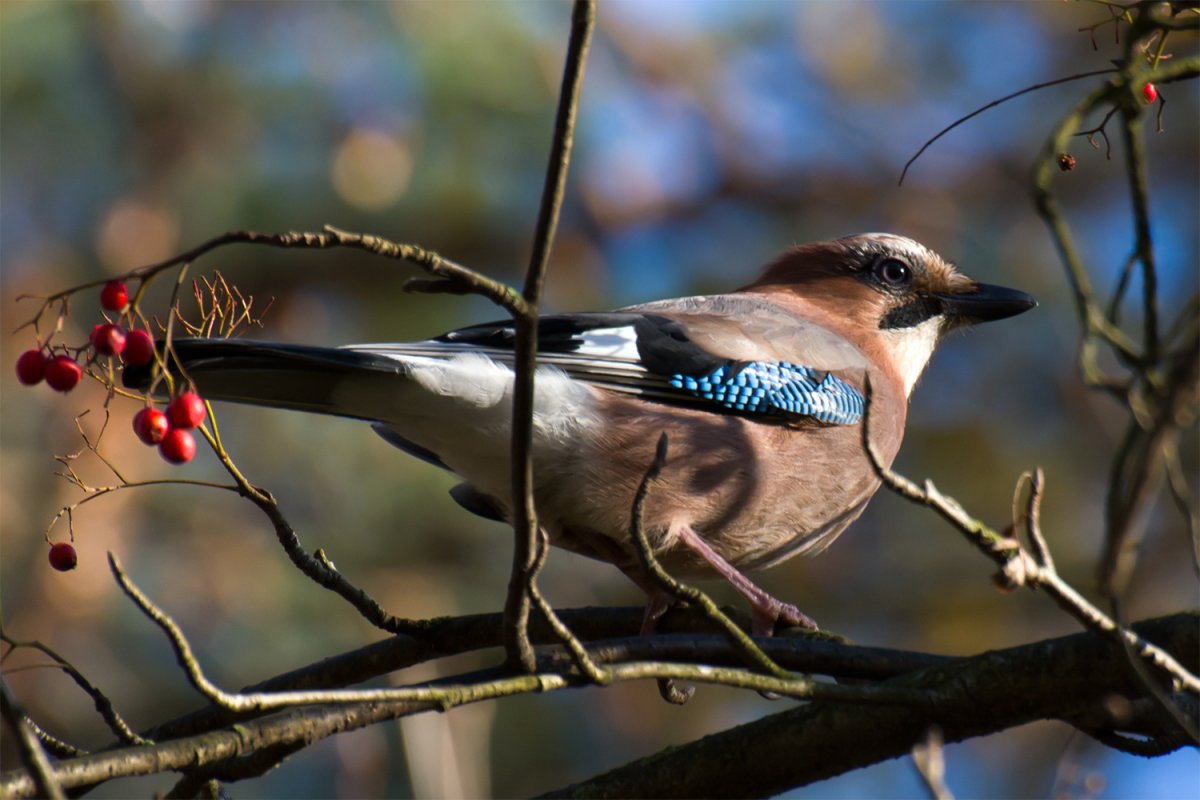 Лесные птицы Ленинградской