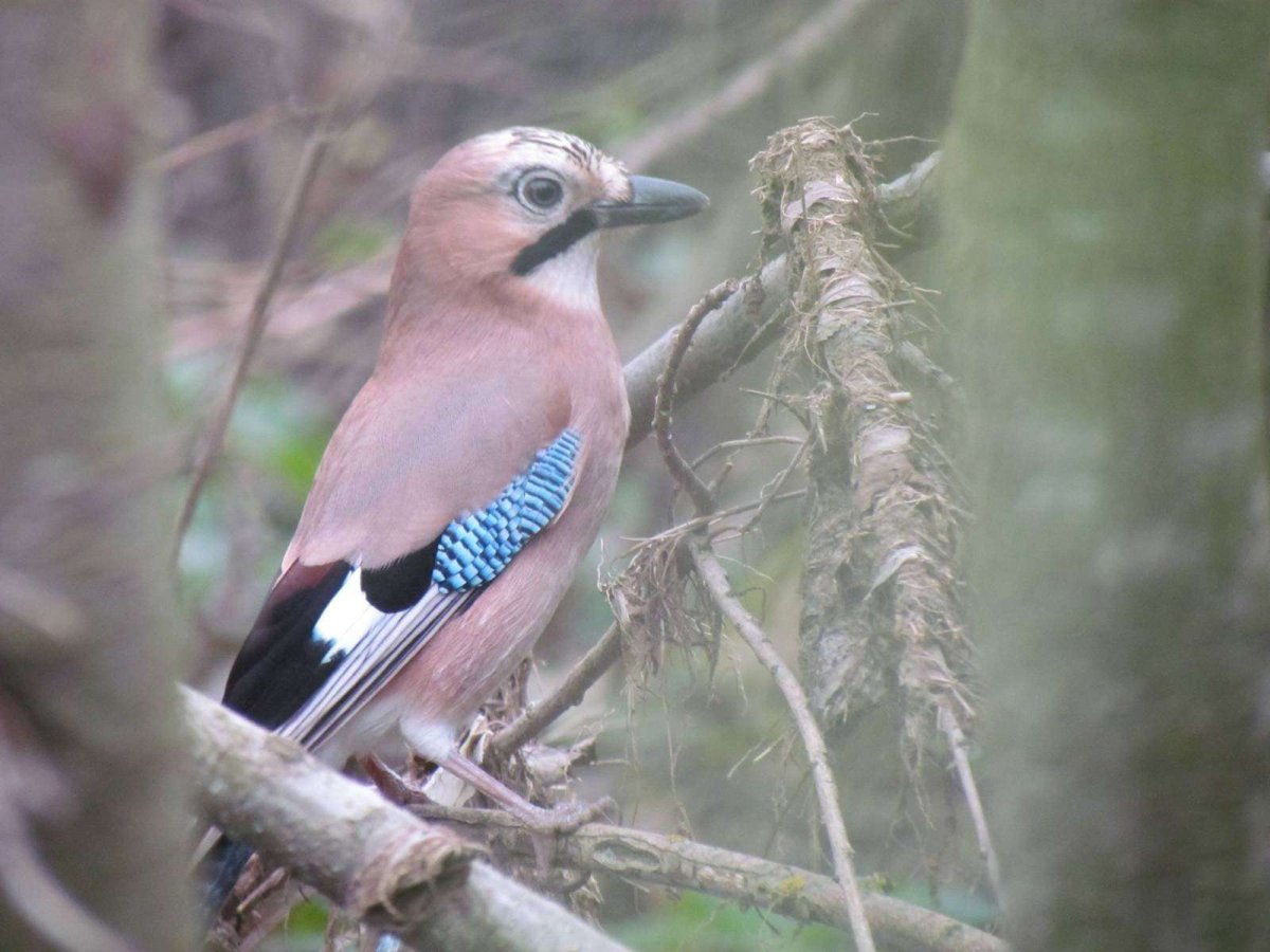 Сойка Ленинградская область