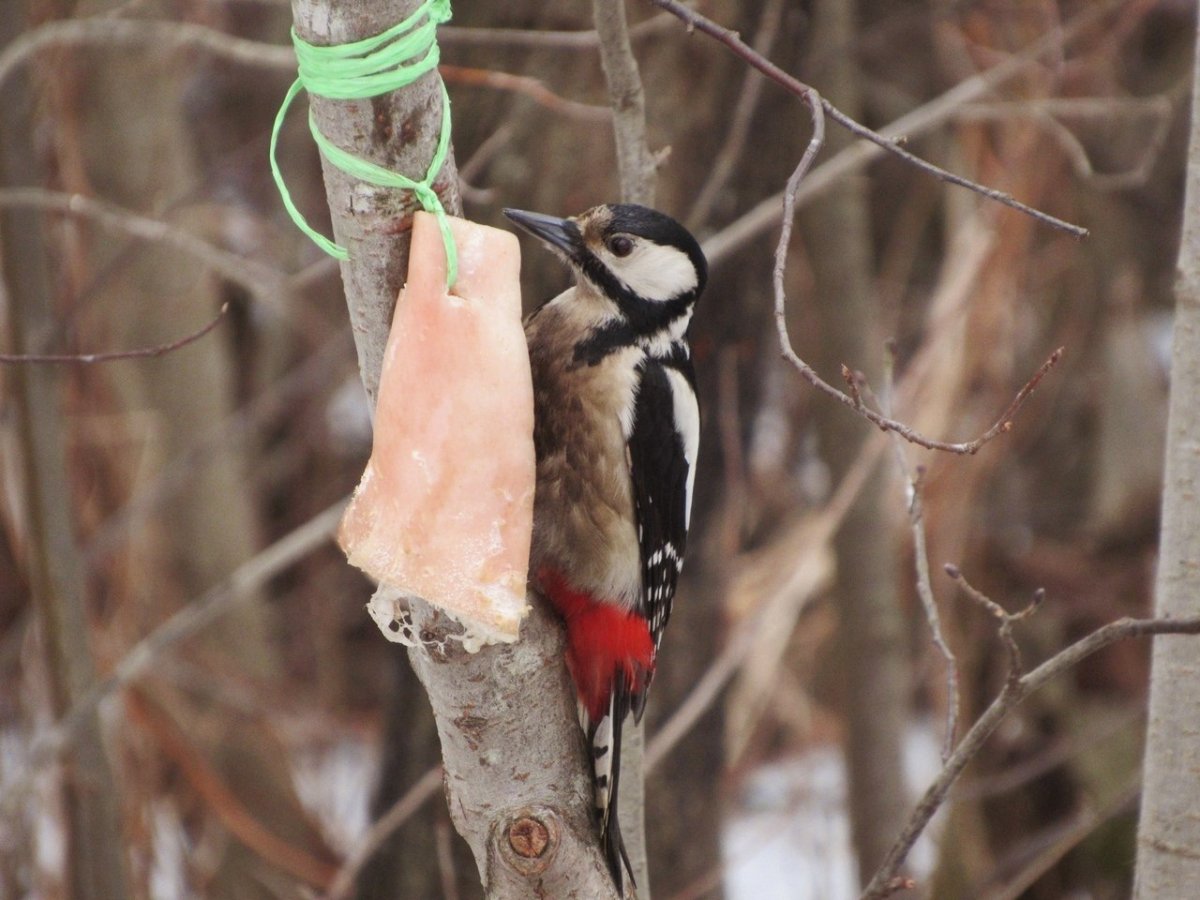 Дрозд и дятел