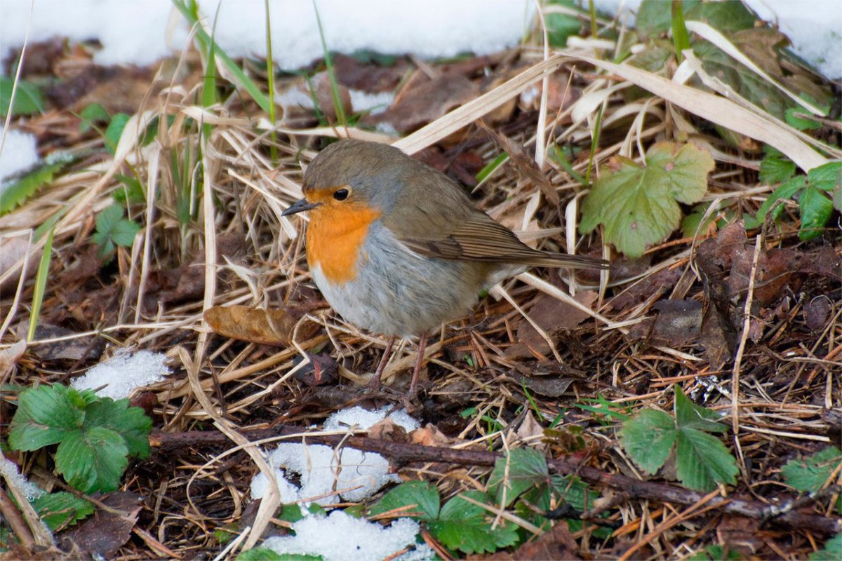 Горихвостка Садовая птенец