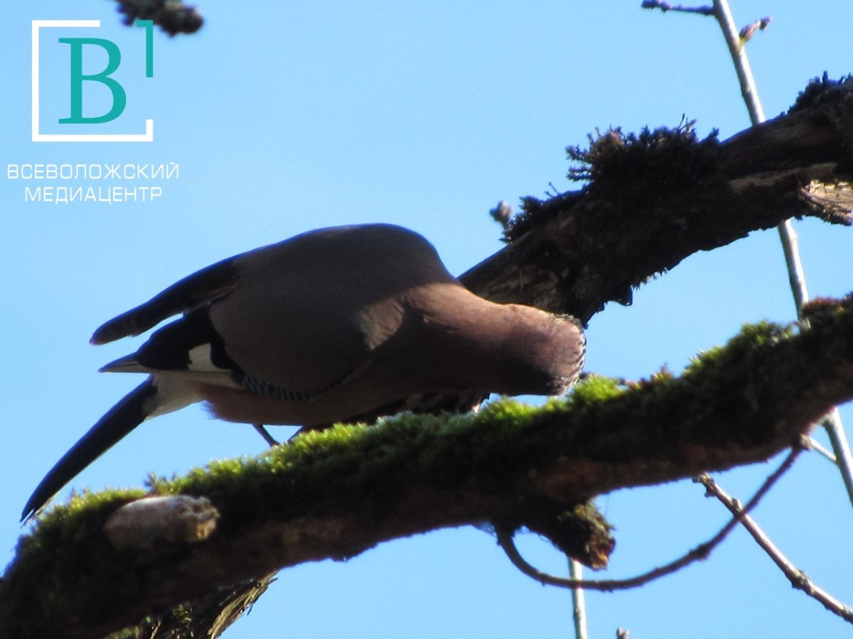 Птицы Всеволожского района Ленинградской области