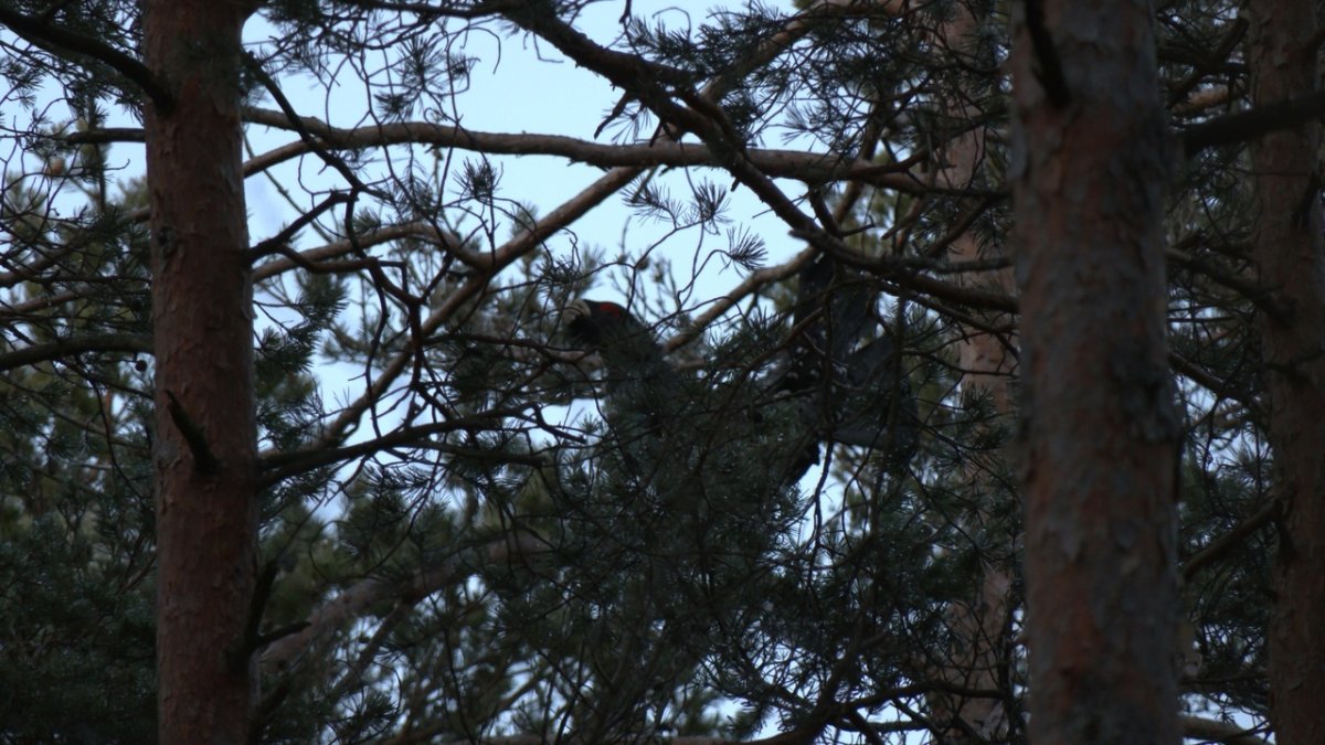 Птицы в лесу Ленобласти