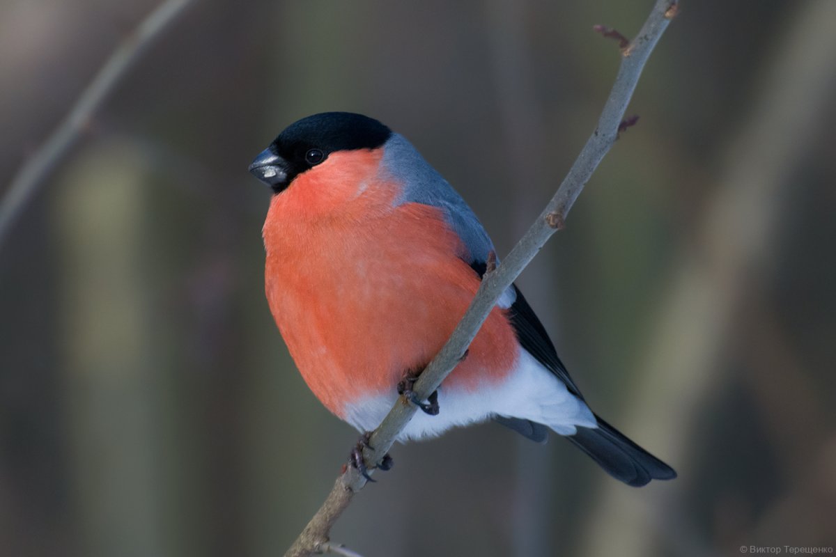 Снегирь птица