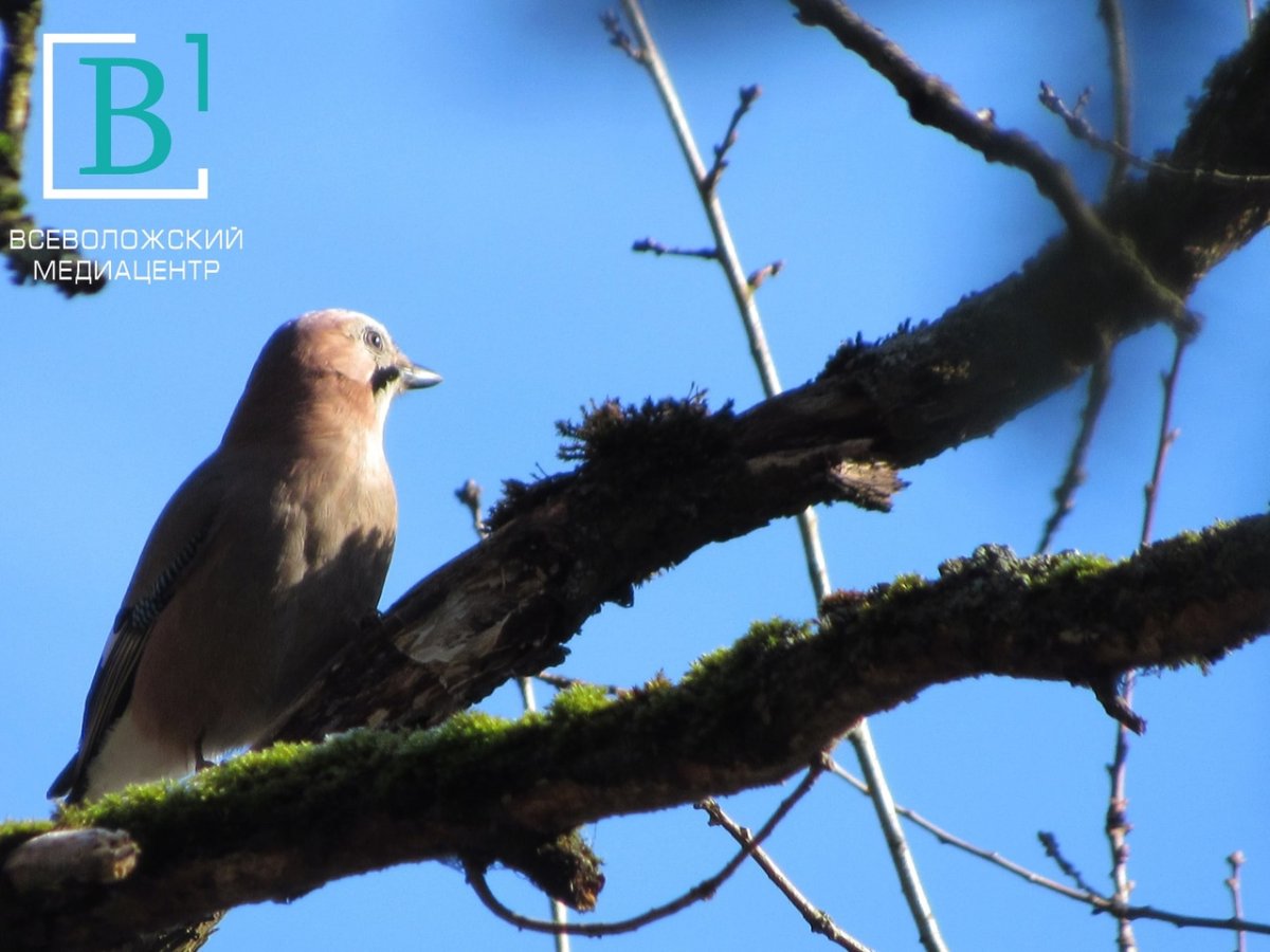 Птицы Всеволожского района