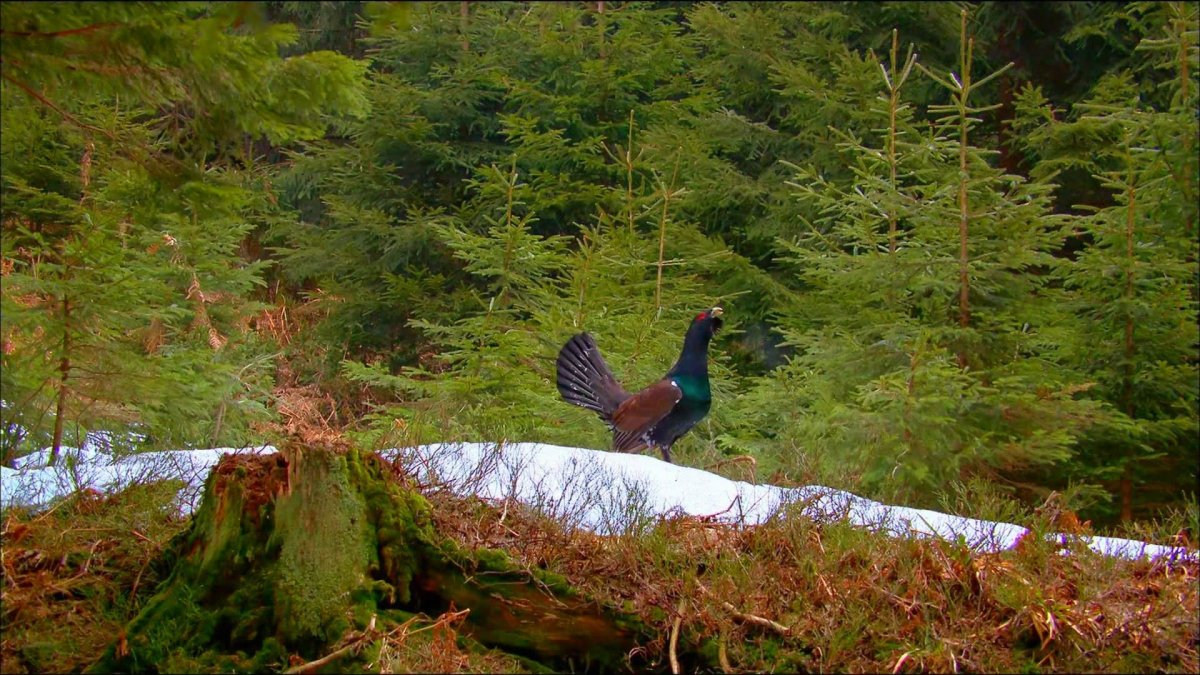 Птицы в Сосновом лесу