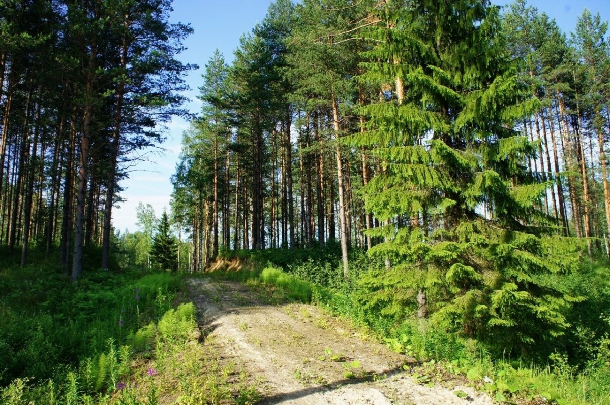 Матокса Ленинградская область