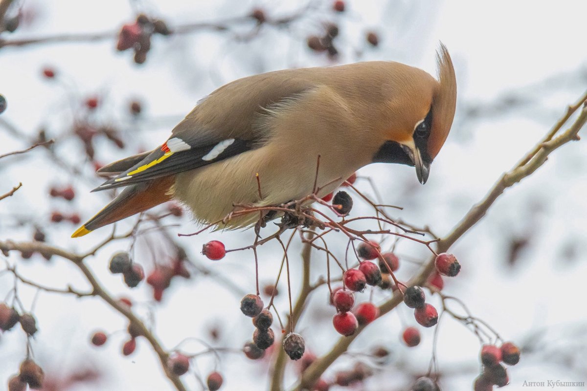 Свиристель в Санкт-Петербурге