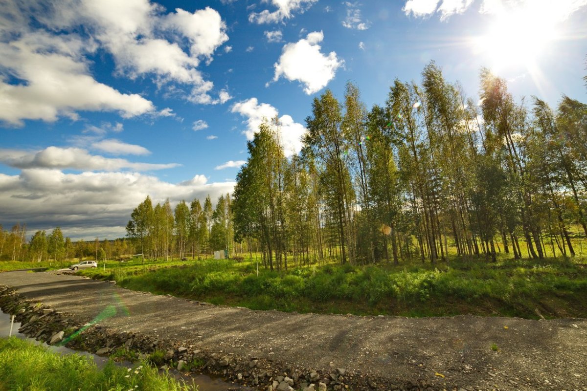 Александрийский парк Всеволожский район