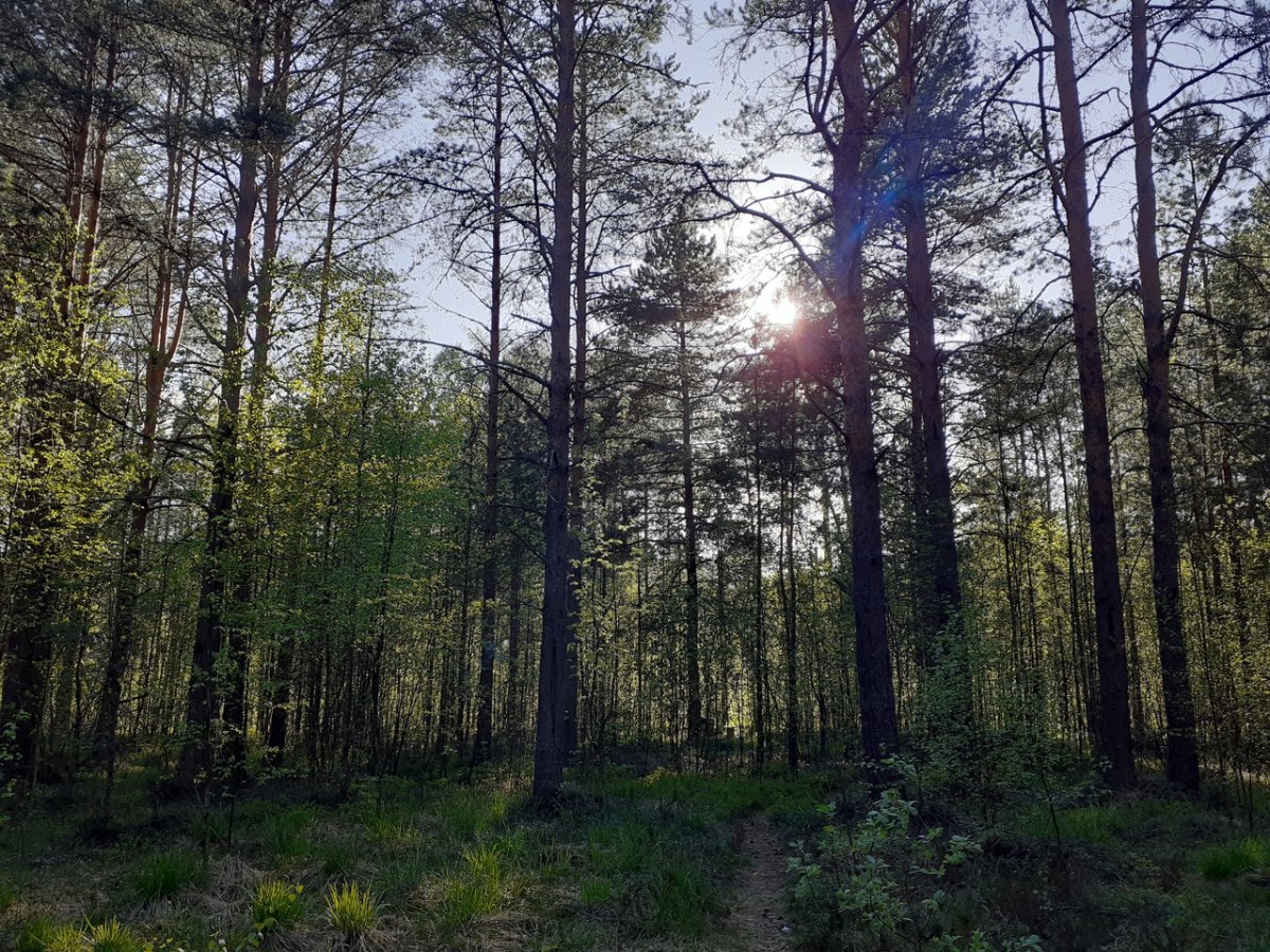 Токсово лес