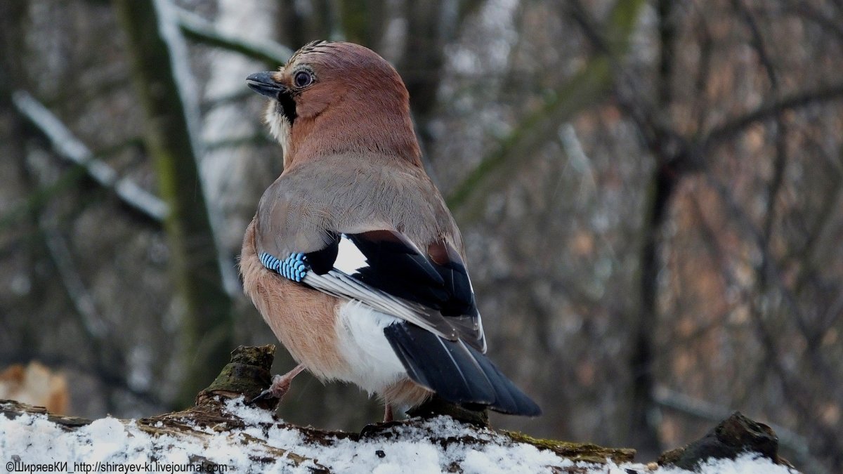 Птица Сойка Крымская