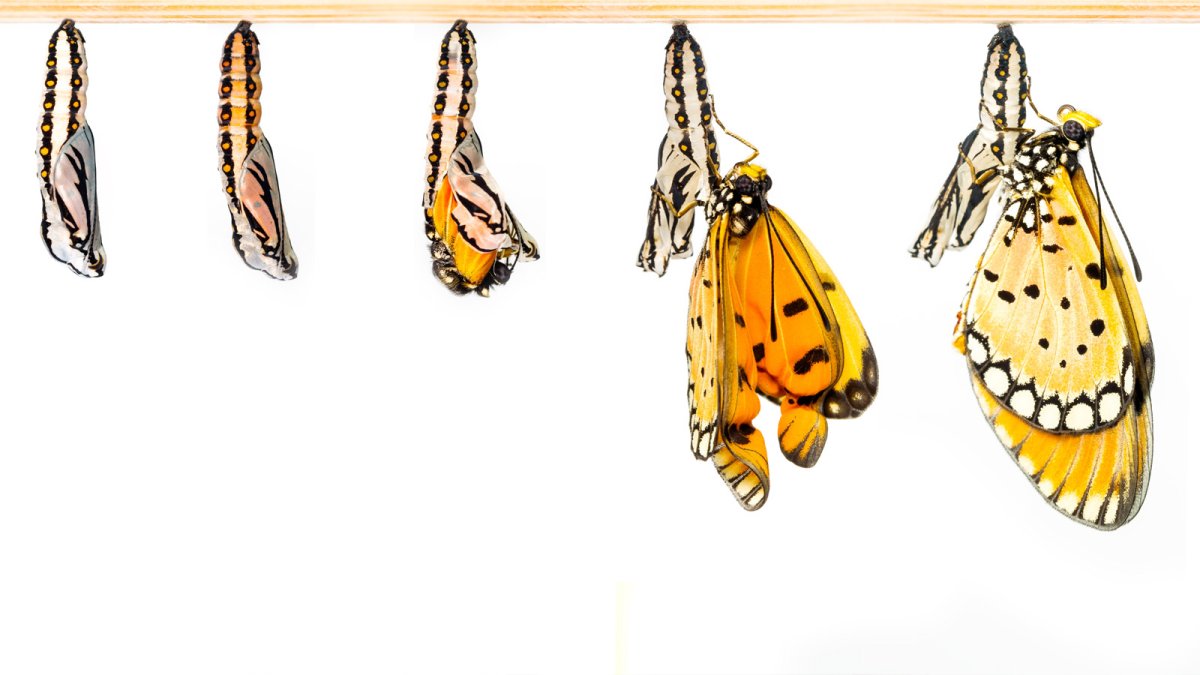 Рождение бабочки из куколки рисунок