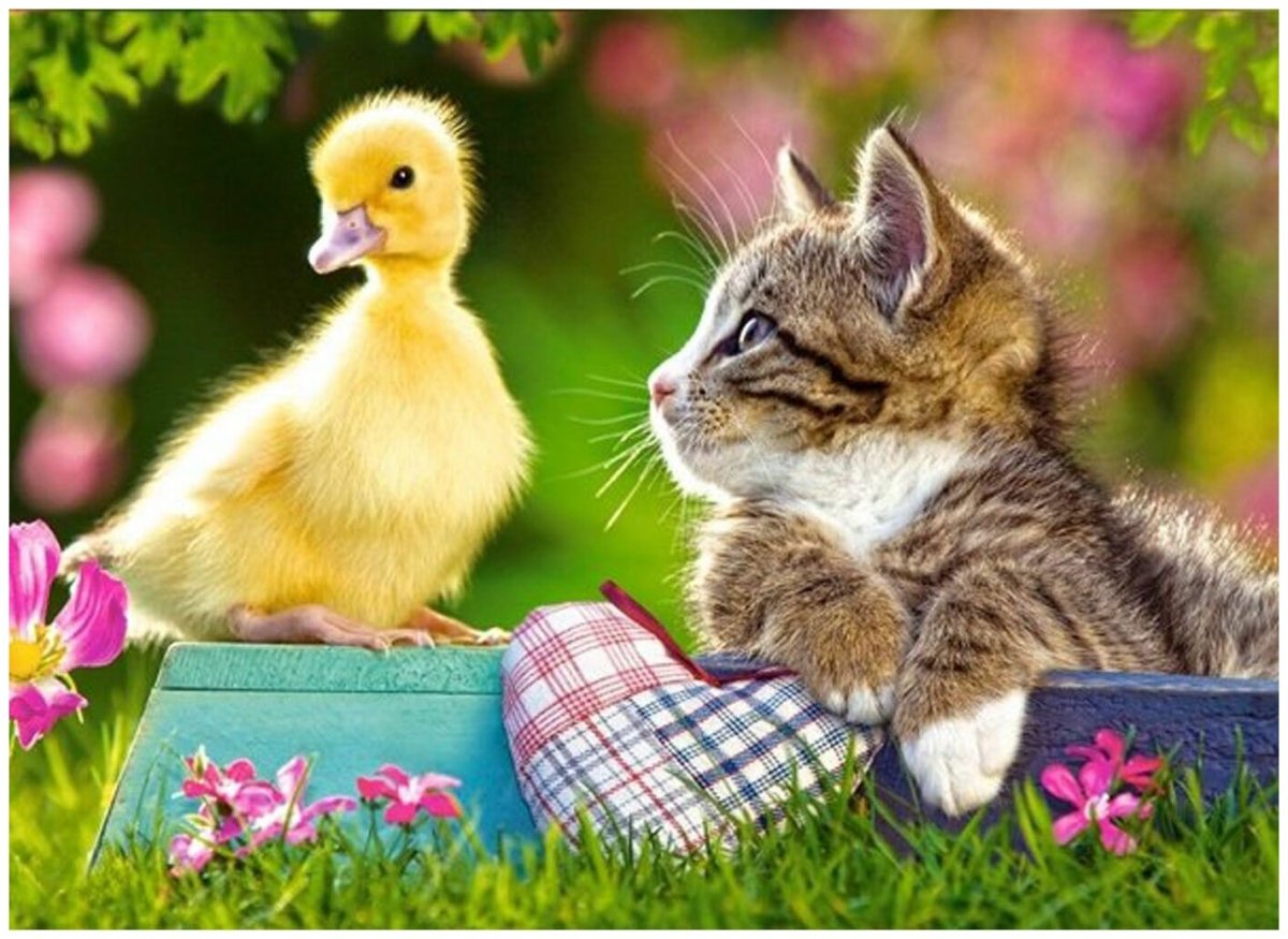 Котенок и утенок