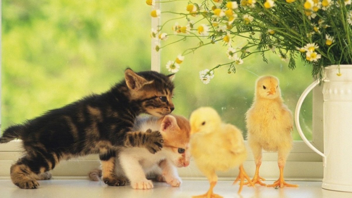 Милые цыплята и котята