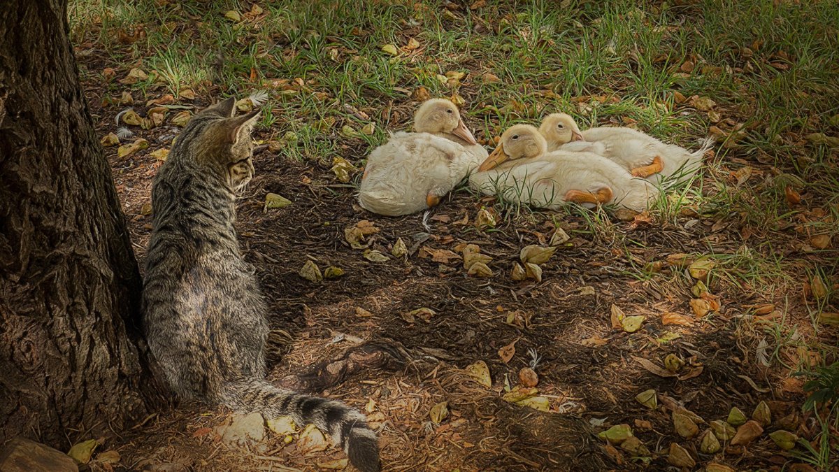 Котик с уткой