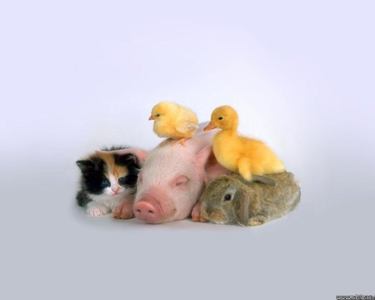 Забавные домашние животные