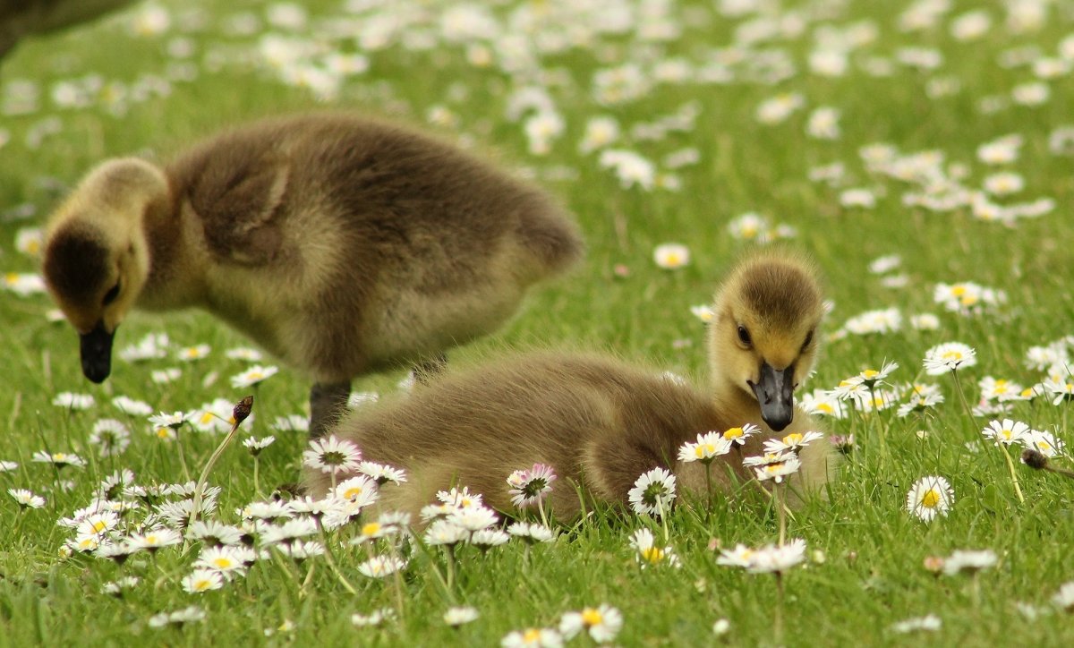 Забавные животные весной