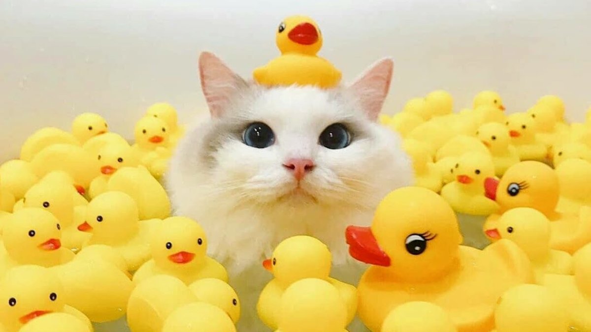 Котик и уточка