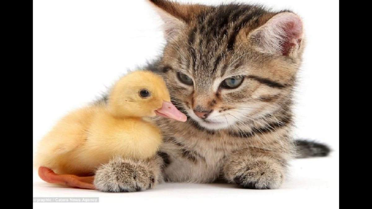 Котики с цыплятами