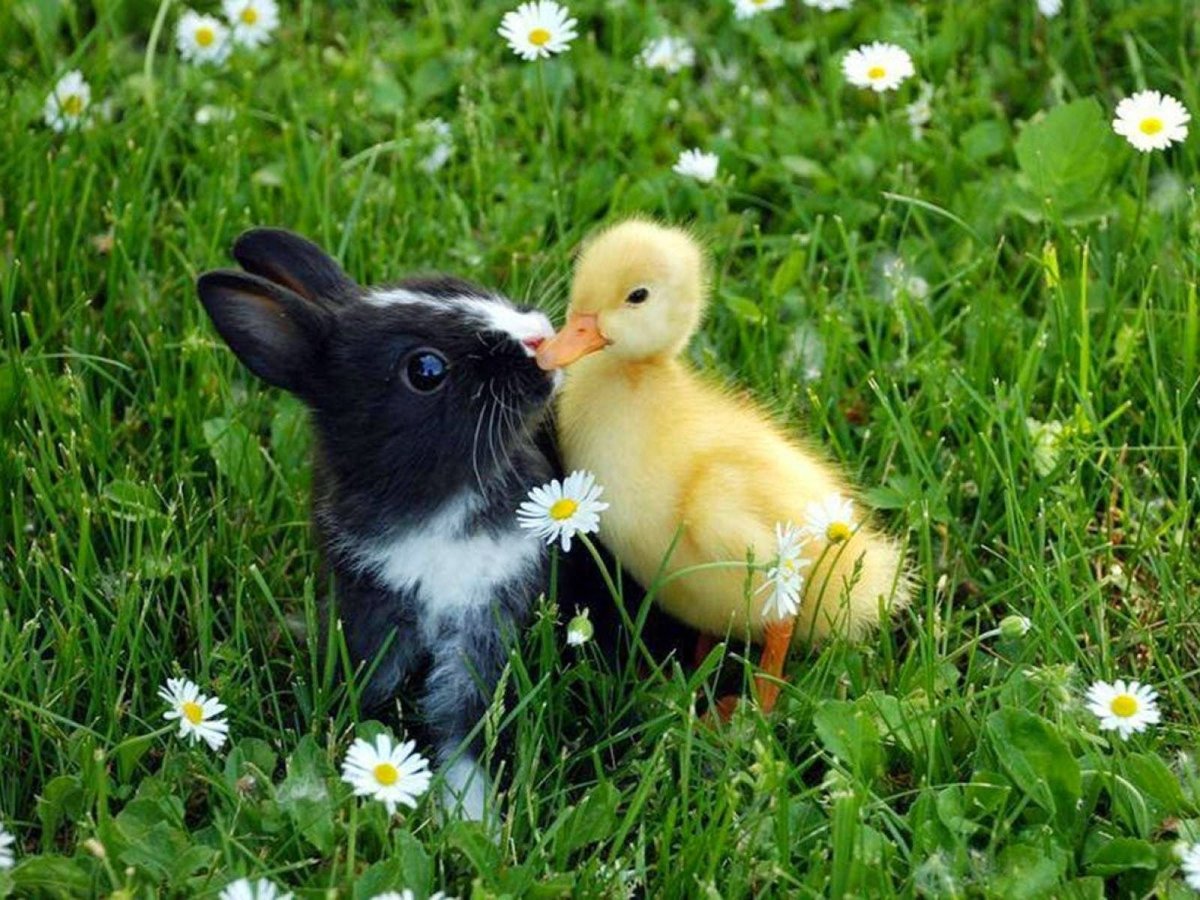 Милота животные