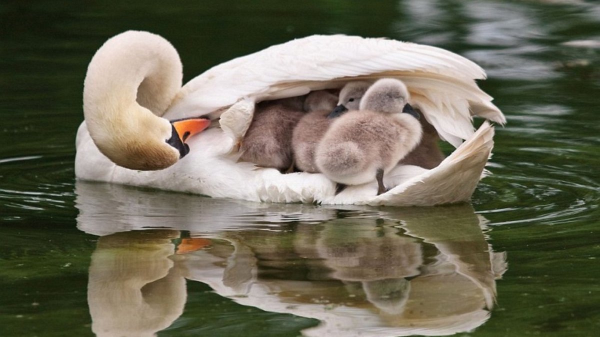 Мамы и Детеныши