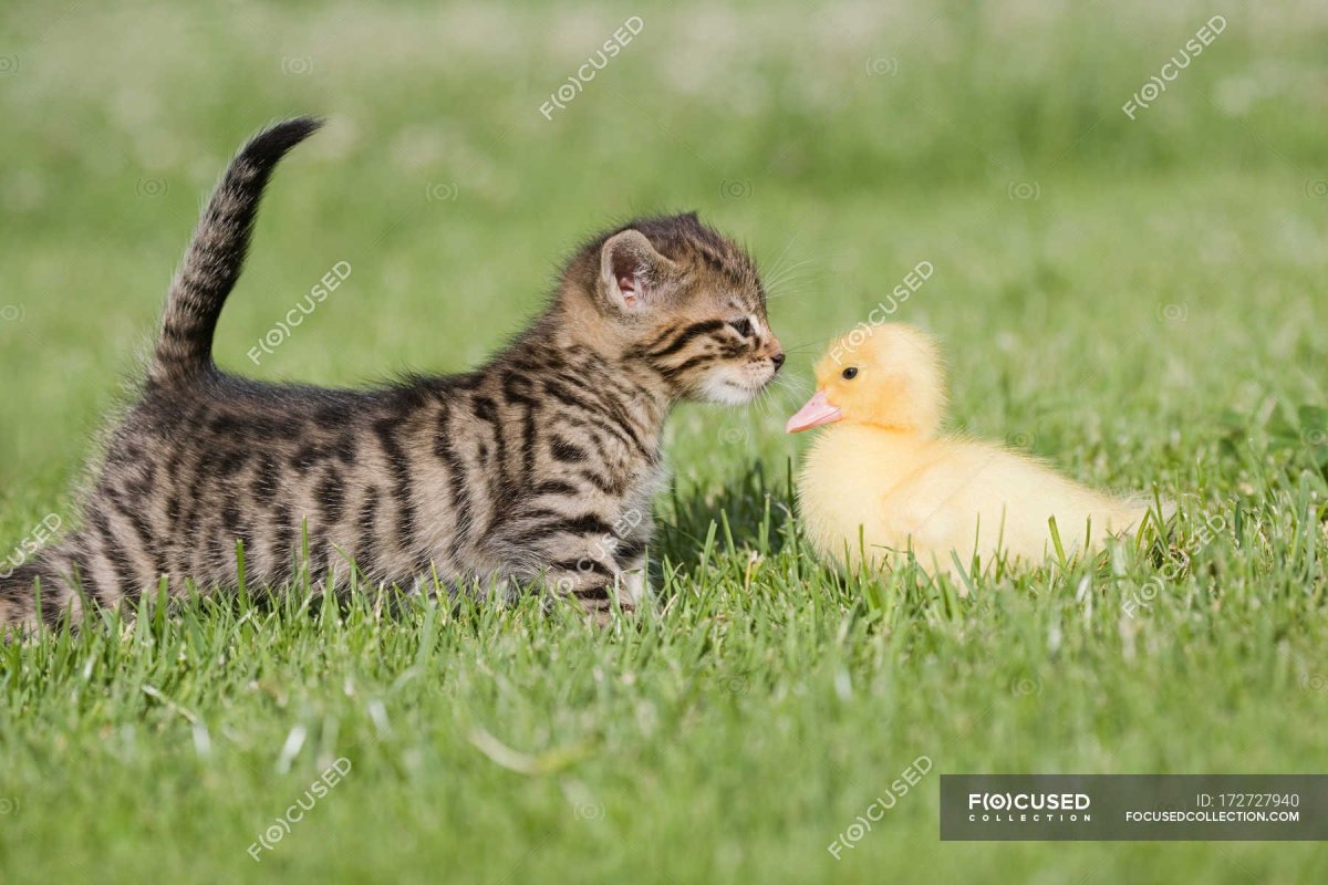 Котенок знакомится с утенком