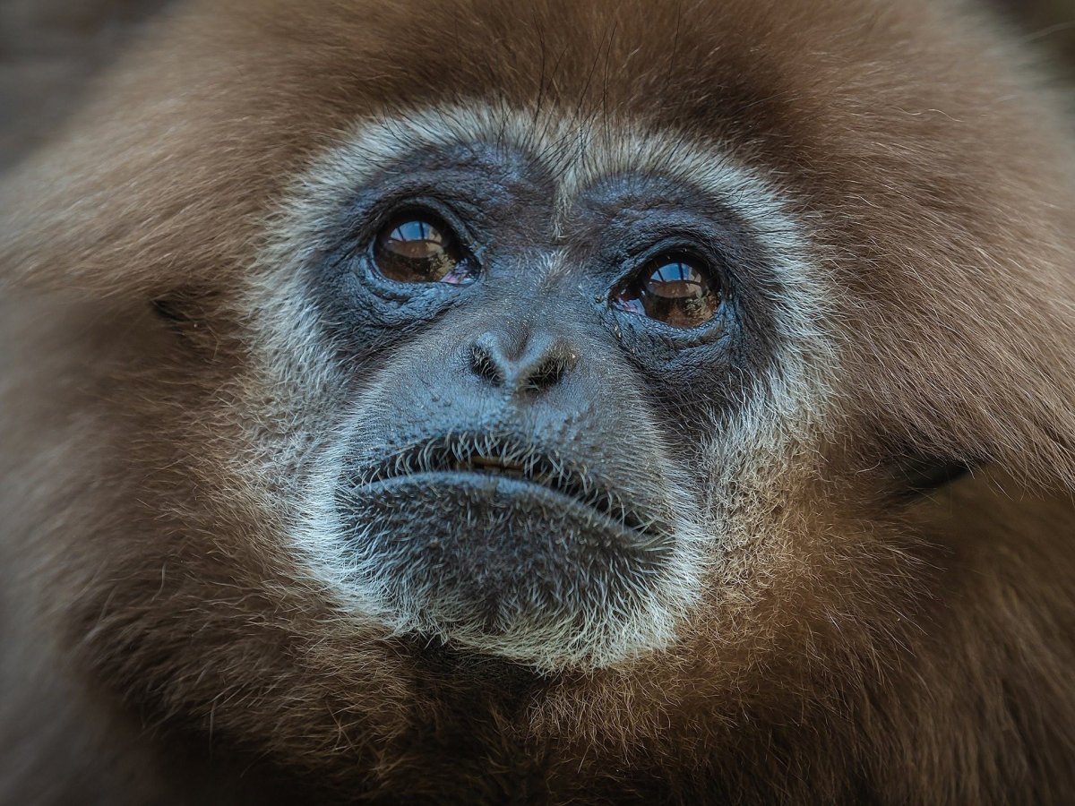 Гиббон ящерица