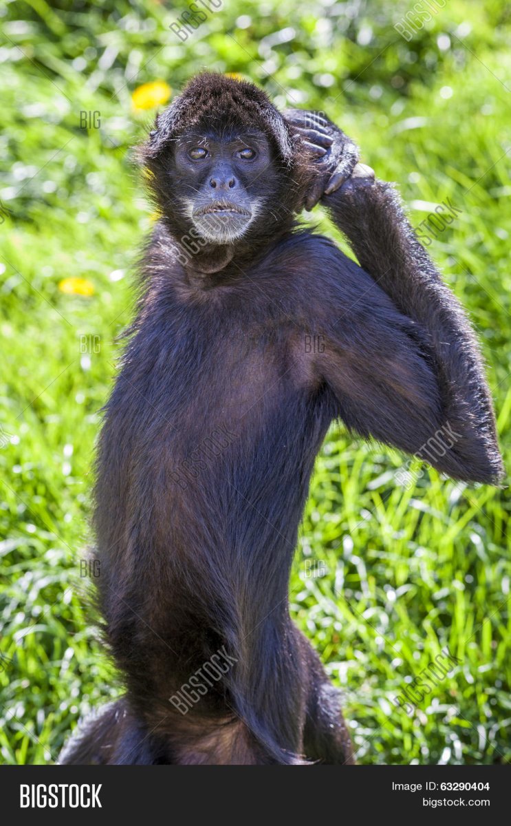 Крикливый длиннорукий примат