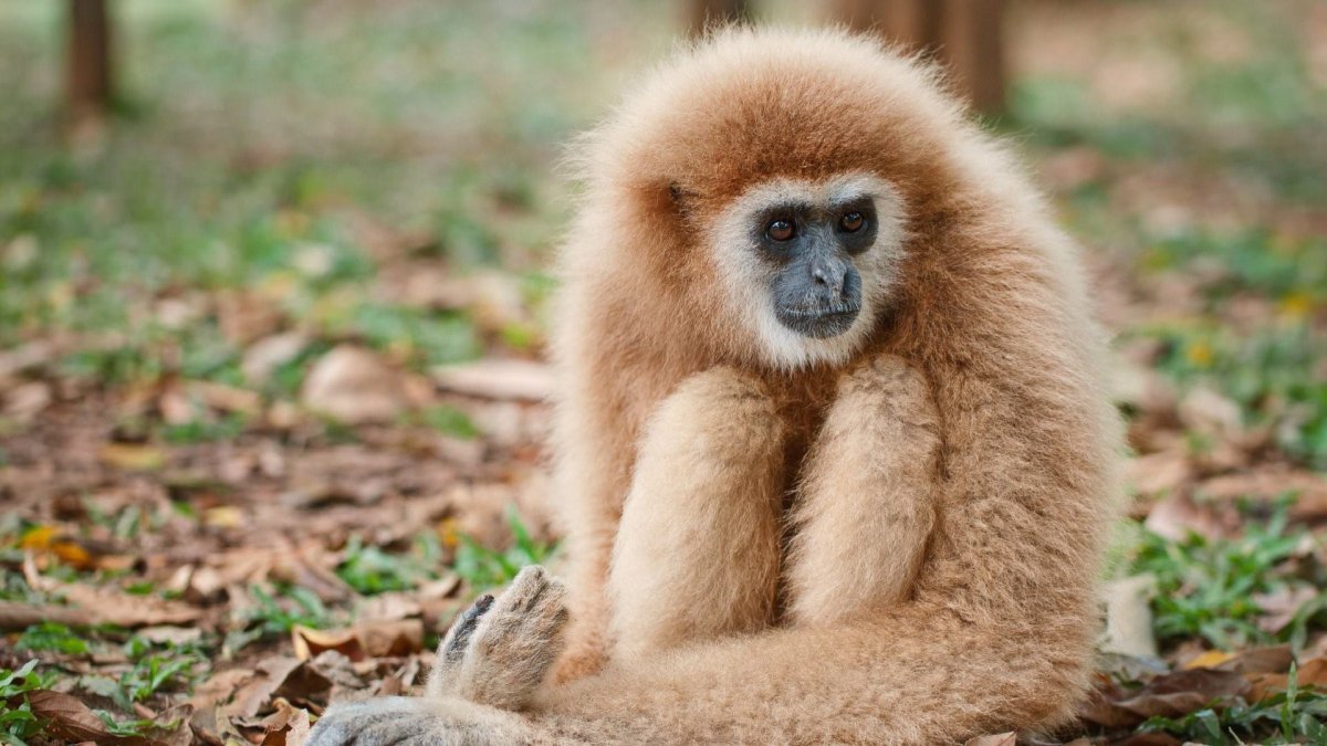 Белорукий Гиббон