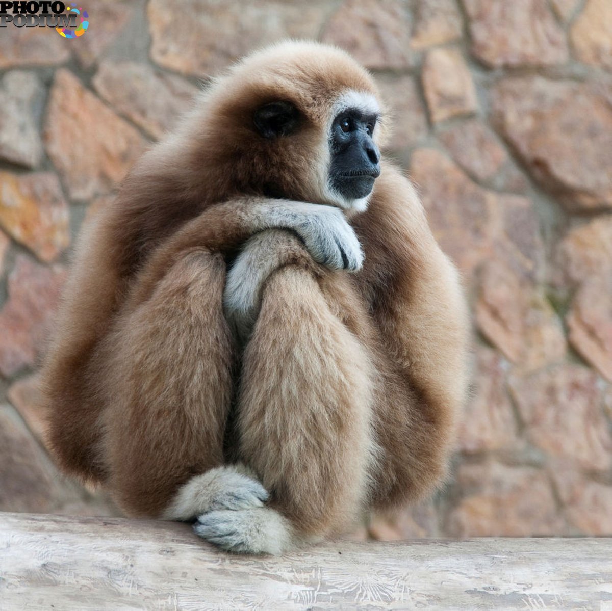 Крупная длиннорукая обезьяна