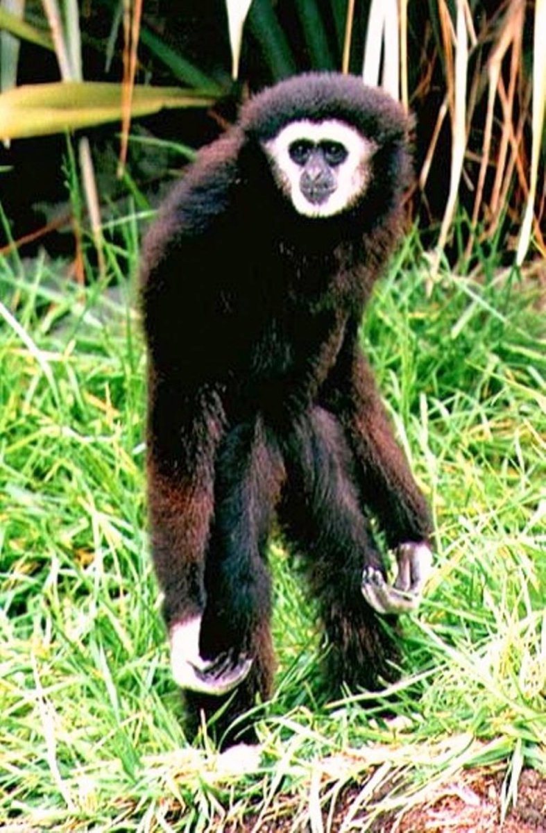 Гиббон с острова Ява
