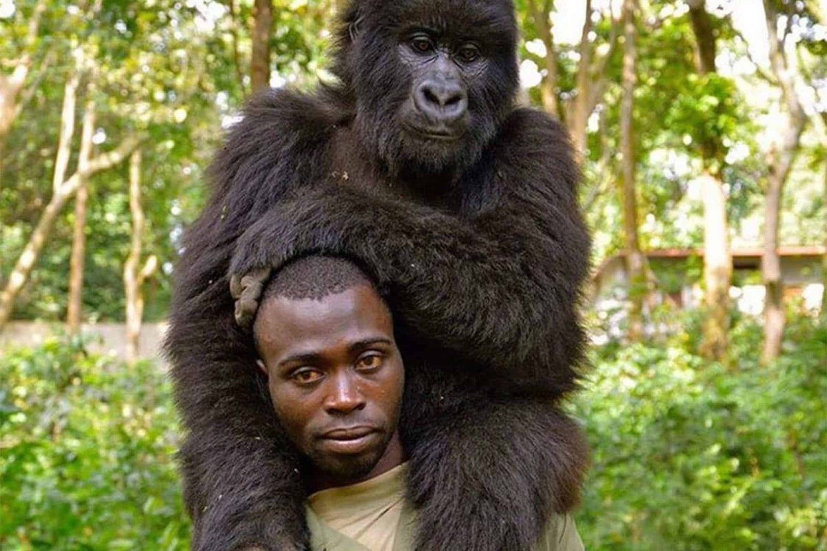 Рейнджер Матье Шамаву