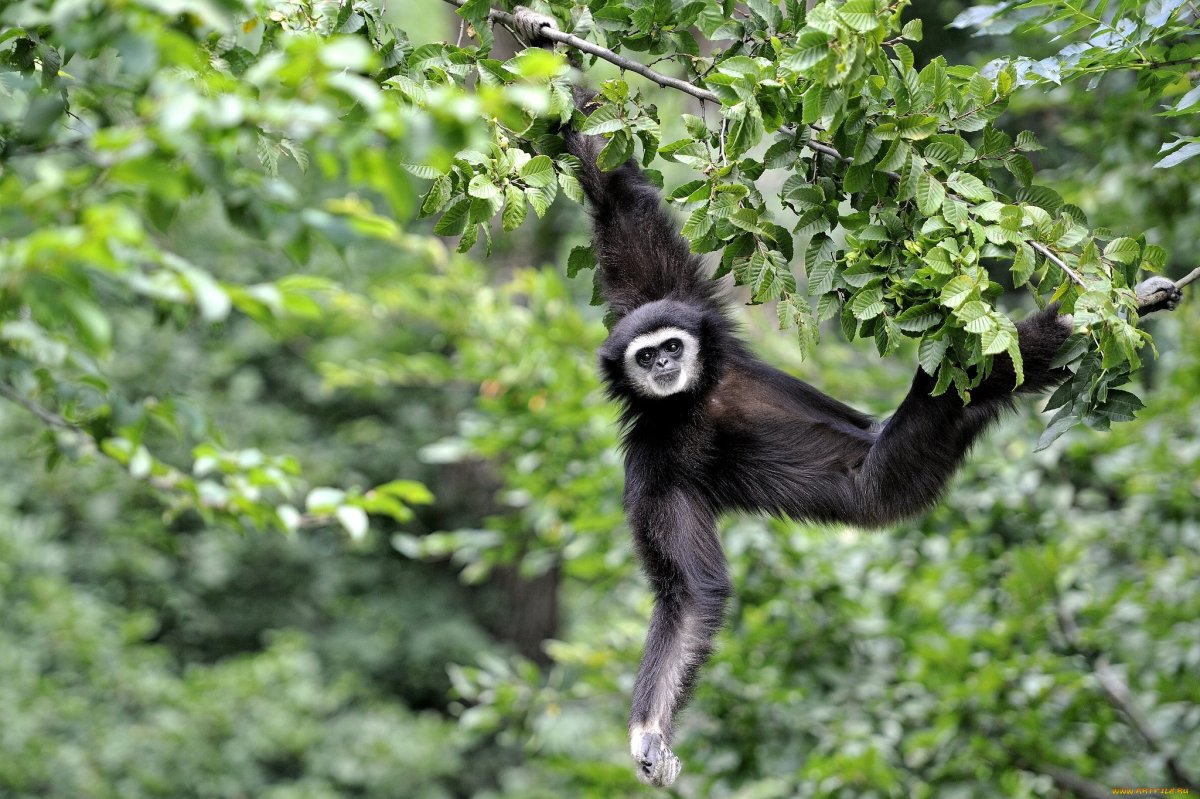 Длиннорукий Гиббон