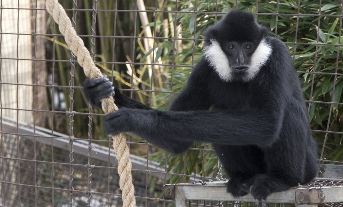 Чёрный хохлатый Гиббон