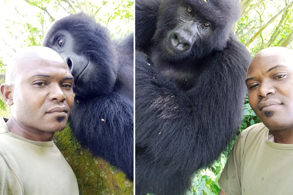 Горилла и орангутанг