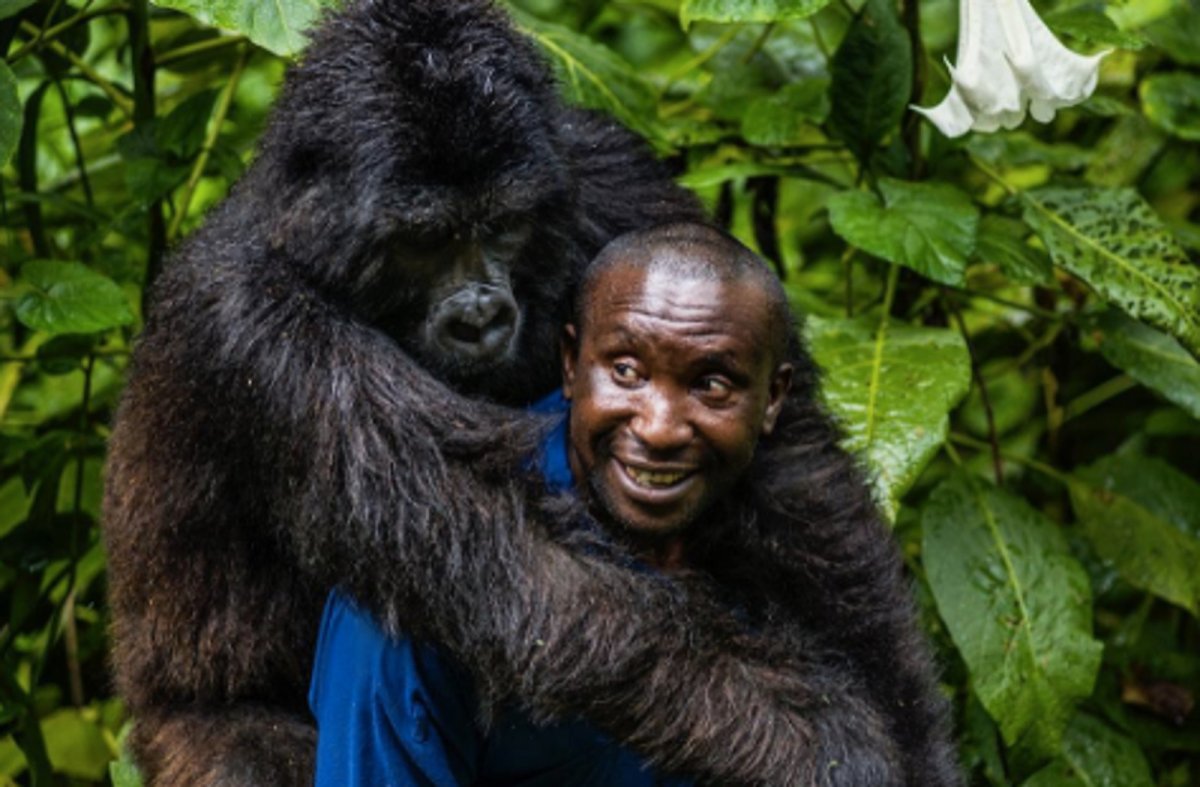 Конго гориллы