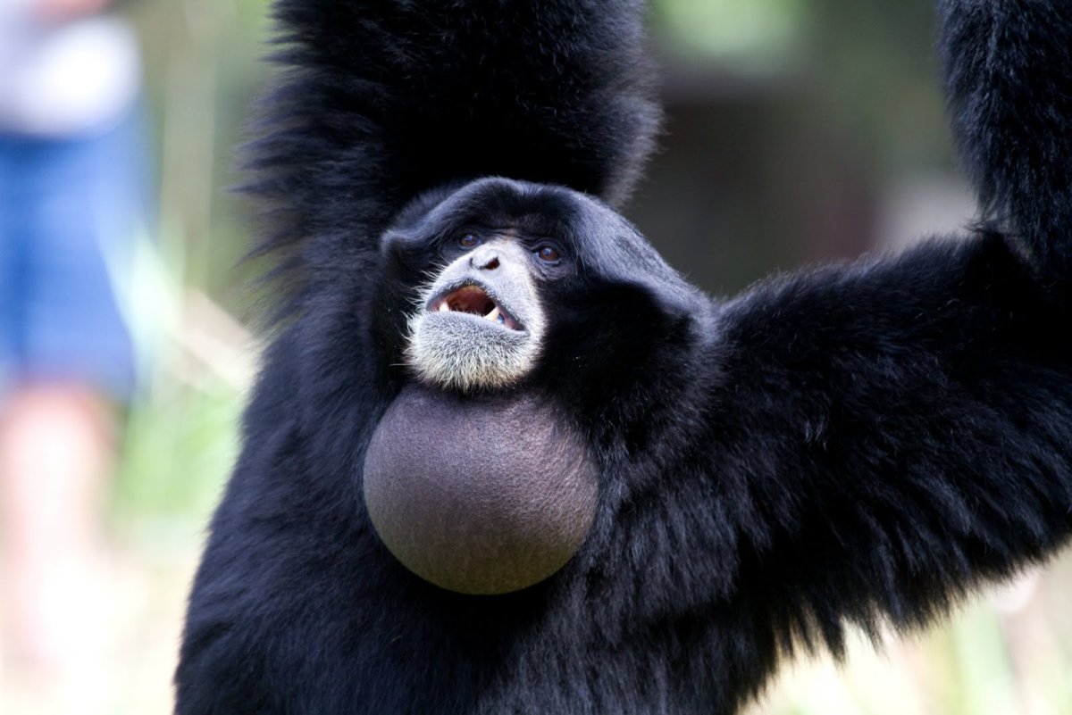 Symphalangus syndactylus — сиаманг