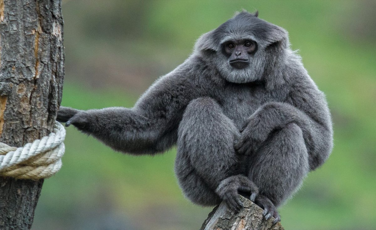 Кампучийский Гиббон