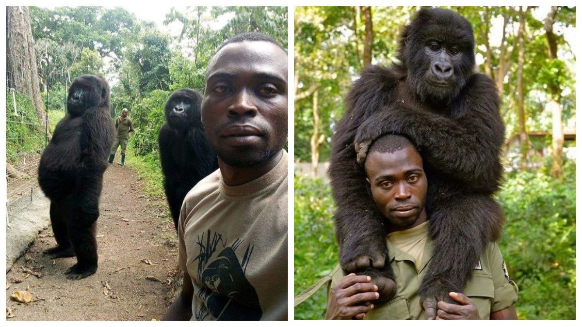 Горилла селфи