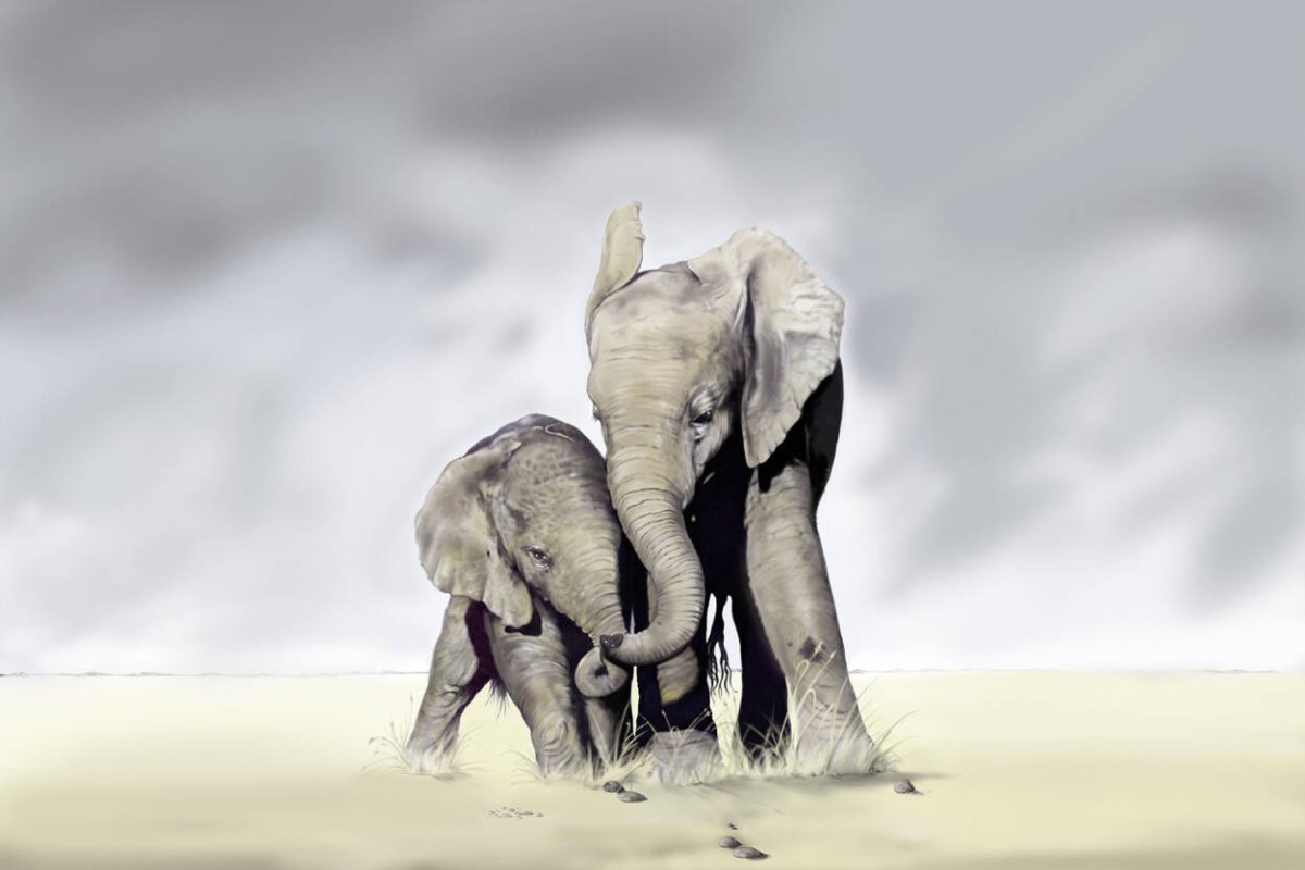 Elephant множественное. Слон обои. Фотообои слоны. Заставка на рабочий стол слоны. Слониха со слоненком.