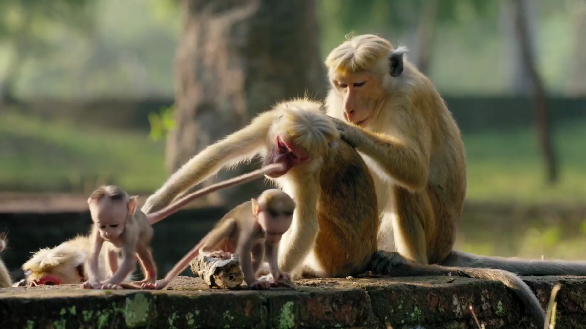Хайвонлар маймун
