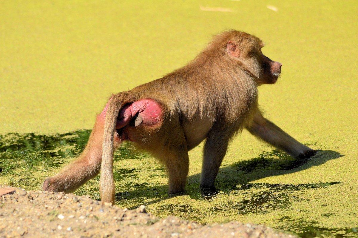 Павиан гамадрил