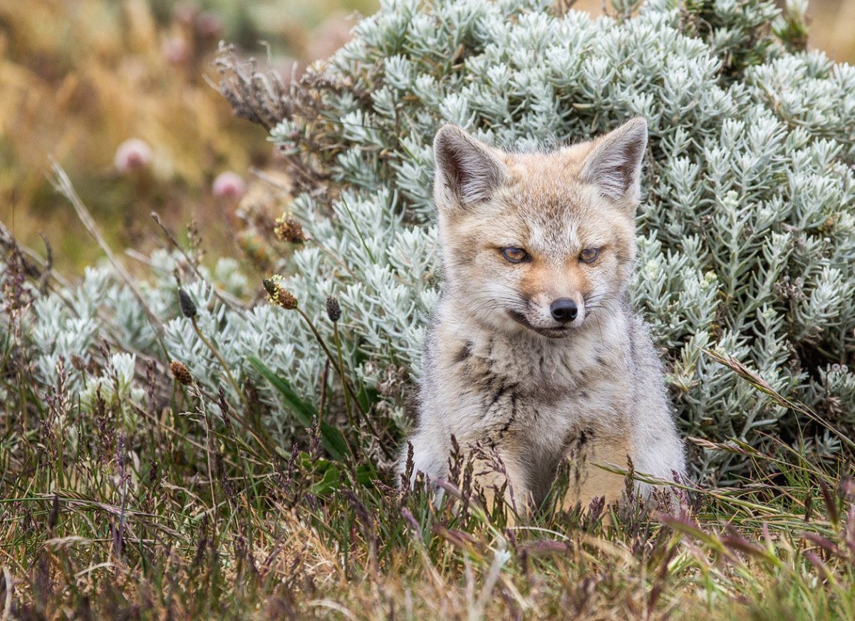 Магелланова собака