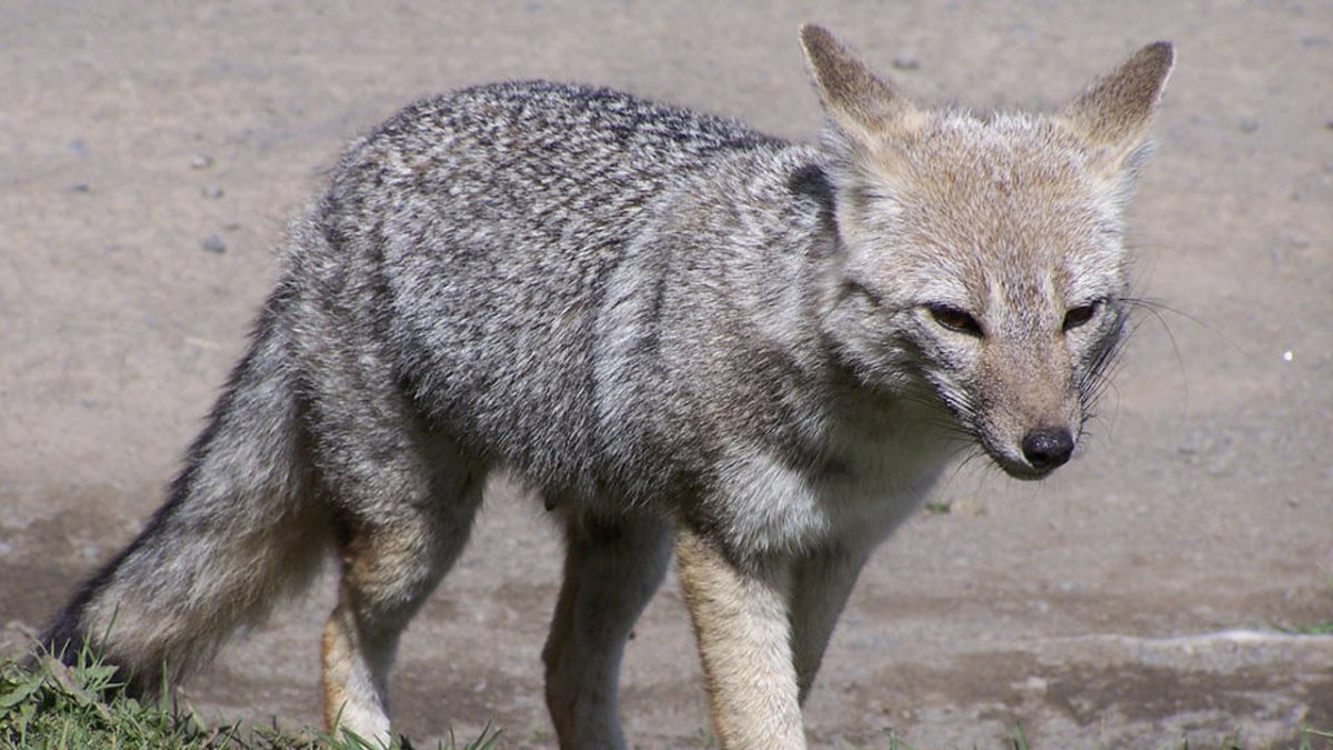 Магелланова лисица