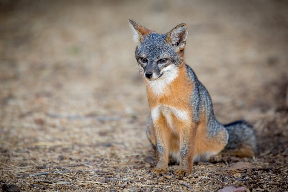 Секуранская лисица