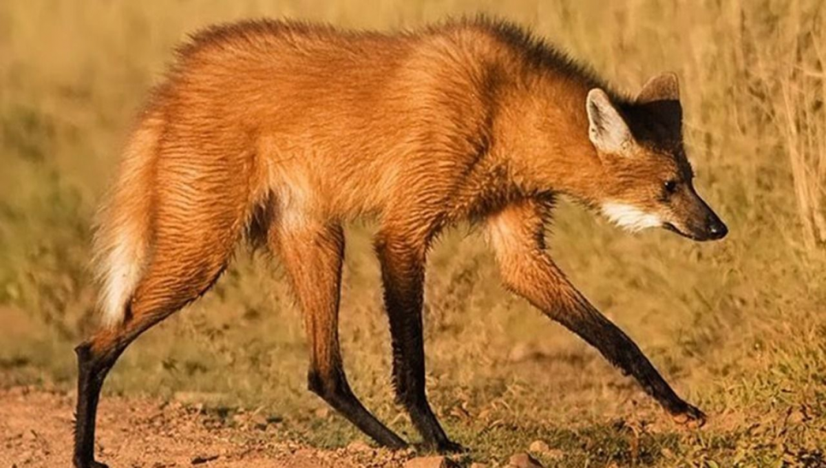 Гривистый волк гуара