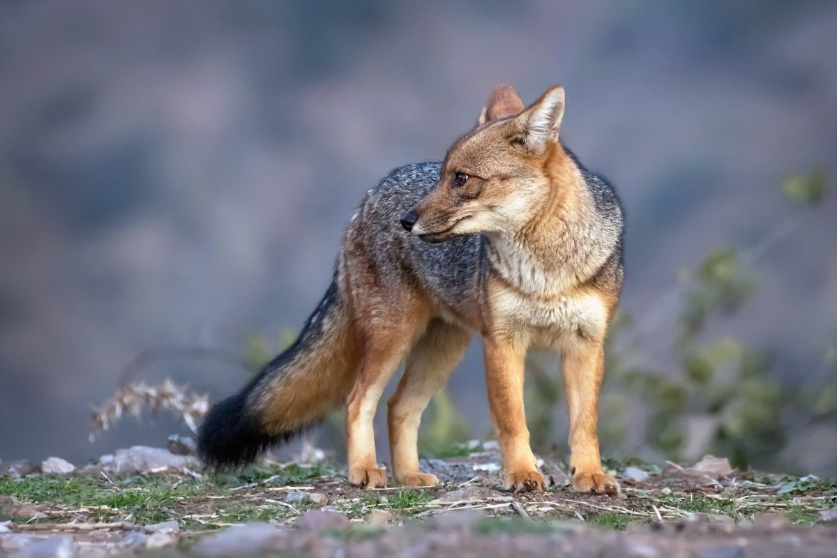 Азарова лисица